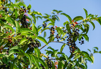 Fototapeta na wymiar Close-up red and black berries of evergreen Prunus lusitanica (Portugal laurel) in city park Krasnodar. Public landscape 'Galitsky park' for relaxation and walking in sunny autumn September 2020