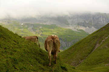 Almsommer in der Schweiz. Kühe und Kälber auf der Almweide