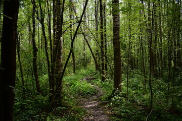 trees in the forest