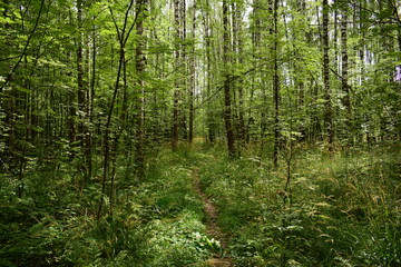 bamboo forest in spring