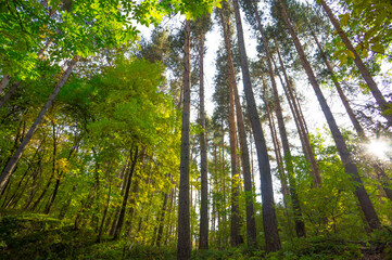 Pine forest in the mountains in autumn.