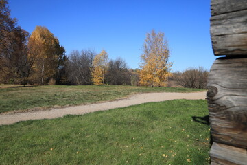autumn in the forest