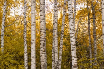 Beautiful yellow birch forest in autumn