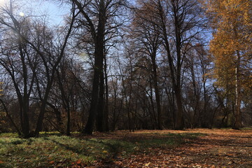 autumn in the forest