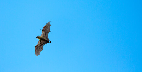 Straw-coloured fruit bat (Eidolon helvum), Bat migration, Kasanka National Park, Serenje, Zambia, Africa
