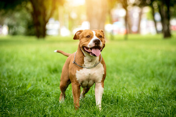 Portrait of cute american staffordshire terrier at the park. - obrazy, fototapety, plakaty