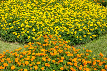 Obraz premium Walk on the Azores archipelago. Discovery of the island of Sao Miguel, Azores. Furnas
