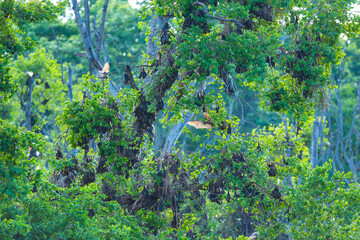 Straw-coloured fruit bat (Eidolon helvum), Bat migration, Kasanka National Park, Serenje, Zambia, Africa