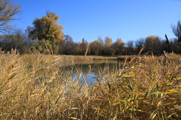 Fototapeta na wymiar reeds on the bank of lake
