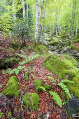 Forest in French Pyrenees