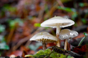 Mushrooms in French Pyrenees