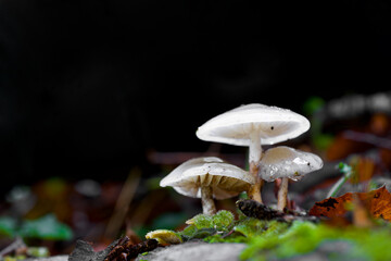 Mushrooms in French Pyrenees