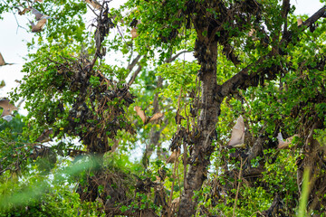 Straw-coloured fruit bat (Eidolon helvum), Bat migration, Kasanka National Park, Serenje, Zambia, Africa