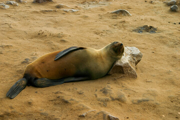 Cape fur seal lay with a rock for pillow