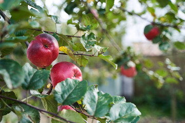 Ripe red juicy apples on tree branch in sunny garden