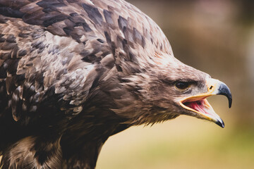 Steppenadler