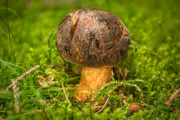 A boletus mushroom with brown cap and yellow stem growing in fresh green moss in a forest.