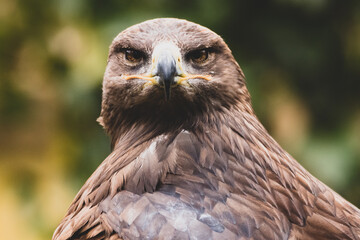 Steppenadler