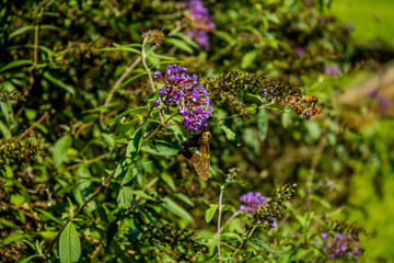 butterfly on a flower