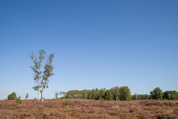 Obraz premium Heather landscape in the east of Belgium