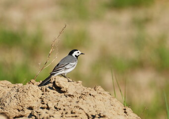 A white Wagtail (Motacilla alba) sits on the sand on a summer day. Khanty-Mansiysk. Western Siberia. Russia.