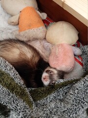 хорьки, домашние животные