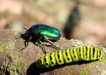 A bright green sailboat caterpillar with orange dots and an emerald May beetle. The caterpillar of...