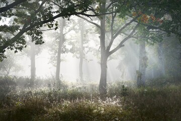 Picturesque scenery of the dark forest in a mysterious fog at sunrise. Sun rays through the old mighty oak, fir, pine, birch trees. Idyllic rural scene. Fall season, concept art, eco tourism, nature