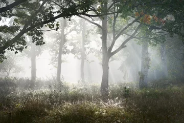 Tuinposter Wit Schilderachtig landschap van het donkere bos in een mysterieuze mist bij zonsopgang. Zonnestralen door de oude machtige eiken, sparren, dennen, berkenbomen. Idyllische landelijke scène. Herfstseizoen, concept art, ecotoerisme, natuur