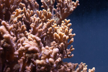 Koralle Nahaufnahme II