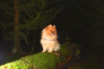 Pomeranian Tree 3