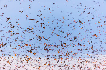 Straw-coloured fruit bat (Eidolon helvum), Bat migration, Kasanka National Park, Serenje, Zambia, Africa