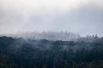foggy forest