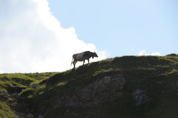 Almsommer in der Schweiz. K&uuml;he und K&auml;lber auf der Almweide