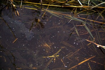 Muddy lake water close up.