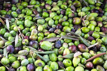 Harvested olives unloaded from truck to press hopper in olive oil mill in the outskirts of Athens in Attica, Greece.