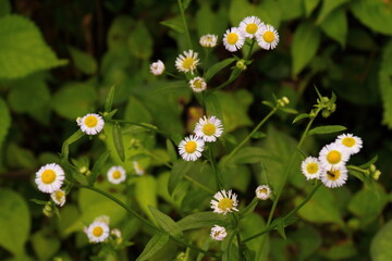 Fototapeta premium ヒメジョオン08