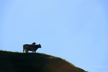 Fototapeta premium Almsommer in der Schweiz. Kühe und Kälber auf der Almweide
