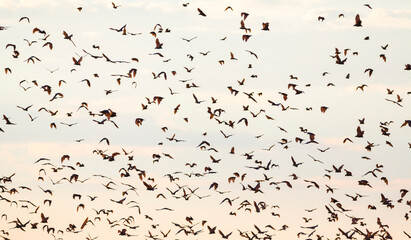 Straw-coloured fruit bat (Eidolon helvum), Bat migration, Kasanka National Park, Serenje, Zambia, Africa
