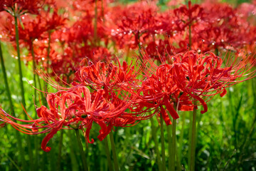 埼玉県幸手市の権現堂堤に咲く彼岸花。2020年10月2日。