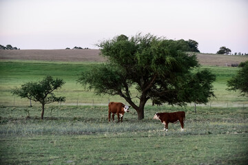 Cattle in Argentine countryside,La Pampa Province, Argentina.