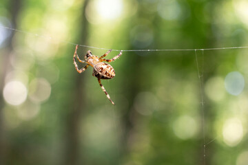 A big spider weaves a web in park.