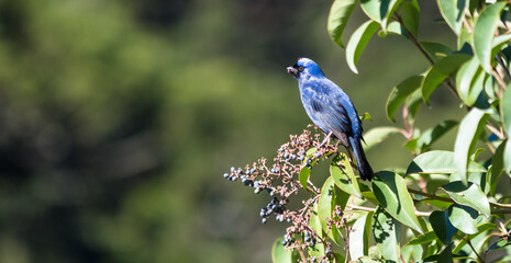 Fototapeta premium Ave azul com frutas silvestres no bico (Stephanophorus diadematus)