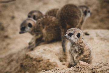 Erdmännchen Nachwuchs im Zoo VIII