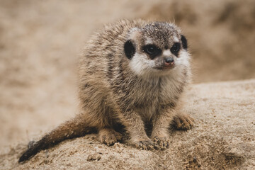 Fototapeta premium Erdmännchen Nachwuchs im Zoo VII