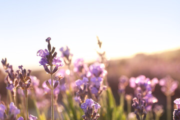 Beautiful sunlit lavender flowers outdoors, closeup view
