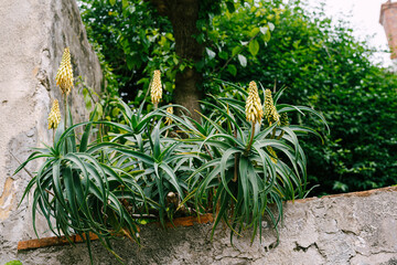 Close-up Blooming bushes of aloe over a stone fence.