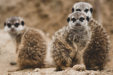 Fototapeta premium Erdmännchen Nachwuchs im Zoo IV