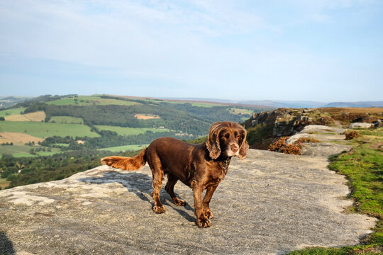 Chocolate brown working cocker spaniel at Curbar Edge in the Derbyshire Dales, Peak District, UK
