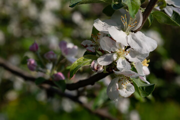 Apple tree blossom